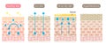 Set of skin type. Dry, inner dry, oily, healthy, and hyperkeratosis skin cell layer. Healthy and Beauty skin care concept