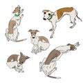 Set of skinny Italian Greyhounds.