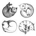 Set of sleep cats. Sketch vector illustration.