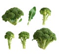 set of slices and whole fresh green broccoli cabbage isolated on a white background, autumn harvest Royalty Free Stock Photo