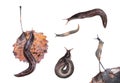 Set of slugs. Ash-black Slug Limax cinereoniger and Deroceras caucasicum isolated on white Royalty Free Stock Photo