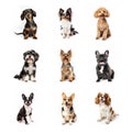 Set of Small Breed Pet Dogs on White