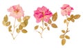 Set of small dried roses pressed