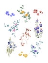 A set of small flowers watercolor with leaves. Flax Flowers.