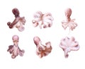 Set of small octopuses isolated on white background