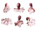 Set of small octopuses isolated on a white background