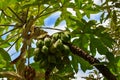 Set of small papayas that are not yet ripe