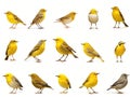 Ai Generated illustration Wildlife Concept of Set of small song birds isolated on white background