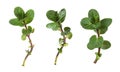 Set of small twigs with green leaves of peppermint isolated Royalty Free Stock Photo