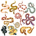 Set of snakes. Collection of cartoon snakes. Vector illustration of reptiles for children. Royalty Free Stock Photo