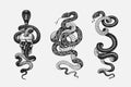 Set of snakes. Pythonidae or python. Boinae or boas or boids. Eastern racer or Coluber constrictor. Indian cobra or