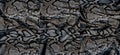 Set of snakeskin textures Royalty Free Stock Photo