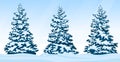 Set of snow-covered firs