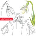 Set of Snowdrop flower or Galanthus on white background. Royalty Free Stock Photo