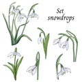 Set of snowdrops cut out on a white background. Spring delicate wildflowers, vector illustration