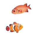 clown fish, red fish. isolated realistic illustrat