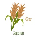 Set of sorghum grains and spikelets. Sorghum plant, sorghum grains. Agriculture, design element Royalty Free Stock Photo