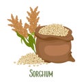 Set of sorghum grains and spikelets. Sorghum plant, sorghum grains in a bag. Agriculture, design elements Royalty Free Stock Photo