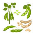 Set of Soy bean plant with ripe pods and green leaves, whole and half green and dry brown pods