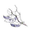 A sprig of dolichos with ripe lilac pods isolated on a white background. Bush decorative bean plants in a realistic