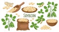 Set of soybeans. Soybean plant, soybeans in pods, in a canvas bag, bowl and wooden spoon. Food, agriculture. Illustration