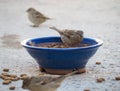 set of sparrows eating dog feed