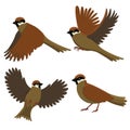 Set of sparrows isolated on a white background. Vector graphics