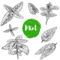 Set of spearmint herb illustration