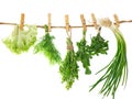 Set of Spice Herbs isolated on white background bunches of thyme, basil, oregano, parsley. Royalty Free Stock Photo