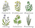 Set of spices, herbs and officinale plants icons.