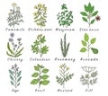 Set of spices, herbs and officinale plants icons. Healing plants