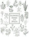 Set of spices, herbs and officinale plants icons. Healing plants