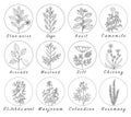 Set of spices, herbs and officinale plants icons. Healing plants