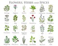 Set of spices, herbs and officinale plants icons. Healing plants