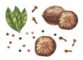 Set spices and nutmegs on white background. Watercolor illustration