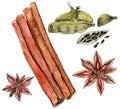 Watercolor cinnamon, cardamom and star anise