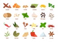 Set of spices vector isolated. Garlic, cinnamon