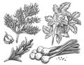 Dill, parsley, chives, rosemary, garlic, peppercorns. Set of spicy spices for food cooking. Sketch vector illustration