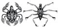 Set of spider icons Royalty Free Stock Photo