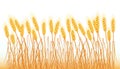 A set of spikelets of golden wheat, rye, barley on a white background of various shapes. Vector. Royalty Free Stock Photo