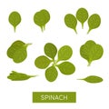 Set of spinach icons Royalty Free Stock Photo