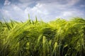 Set of spinous ears on the background of fluffy clouds Royalty Free Stock Photo