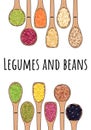 Set of spoons with beans and legumes