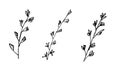 Set of sprig thyme. Doodle herbs for cooking