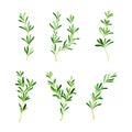 Set of sprigs of fresh rosemary, Spice herb plant cartoon vector illustration