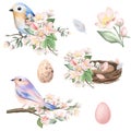 Set of spring birds, nests and eggs with apple tree flowers, easter compositions