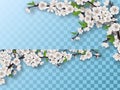 Set of spring blooming fruit tree branches