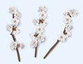 A set of spring blooming tree branches, tree branches with white flowers.Apricot or cherry. Vector illustration Royalty Free Stock Photo