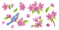 Set of spring elements consisting of apple tree flowers, buds, green leaves and bird sitting on branch. Watercolor clipart for Royalty Free Stock Photo