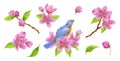 Set of spring elements consisting of apple tree flowers, buds, green leaves and bird sitting on branch. Watercolor clipart for Royalty Free Stock Photo